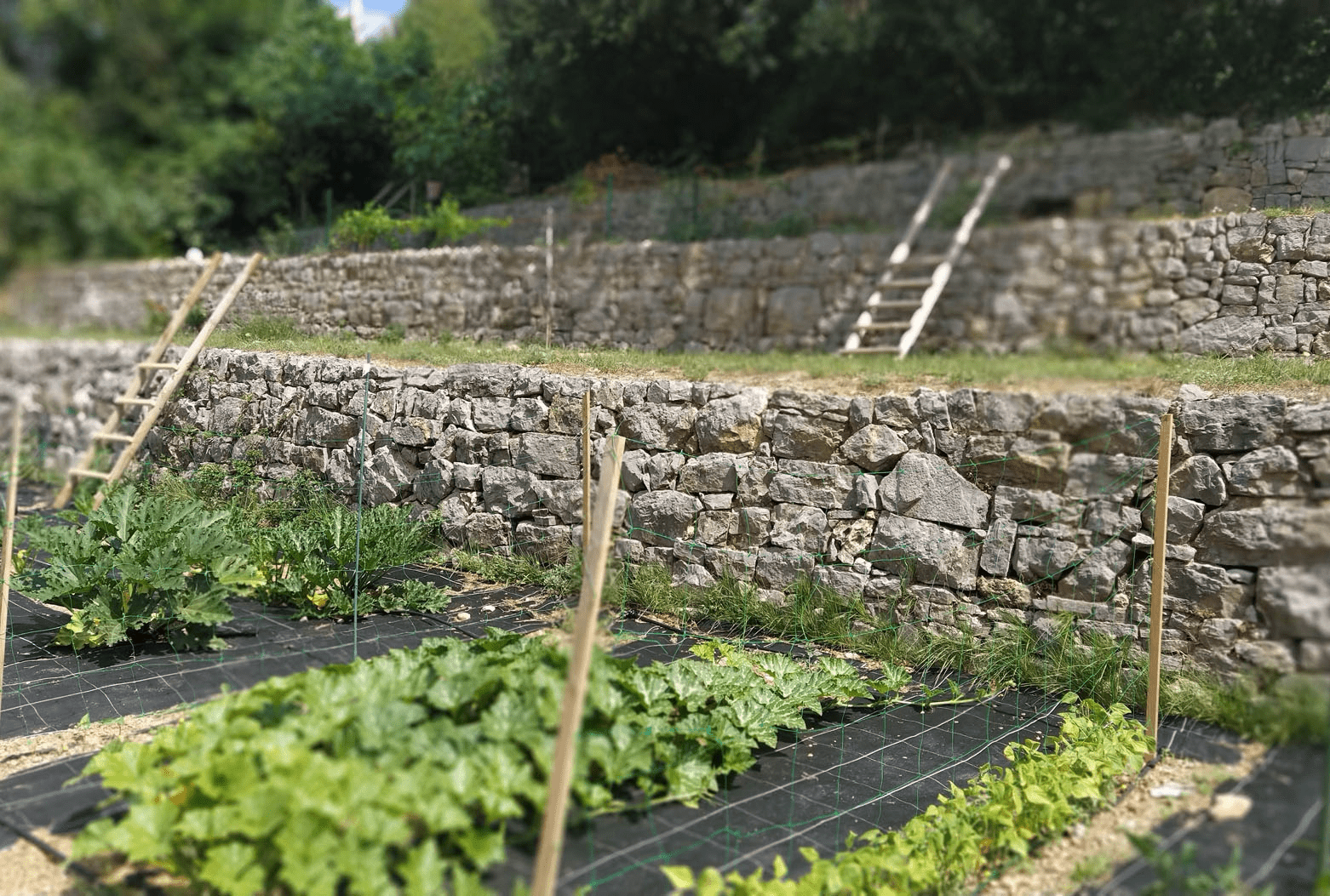 potager et jardin